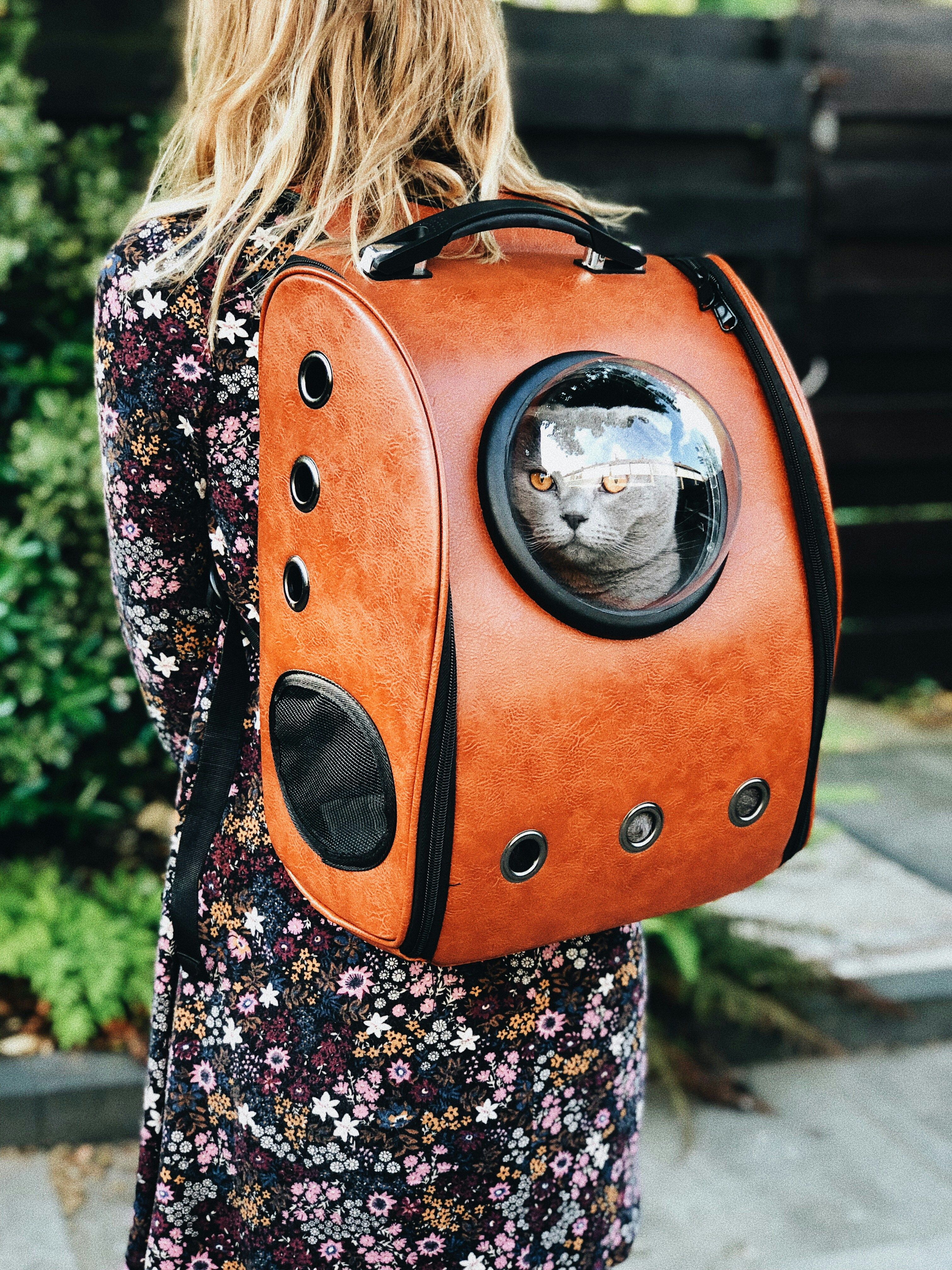 Voyager avec votre chat 😻
