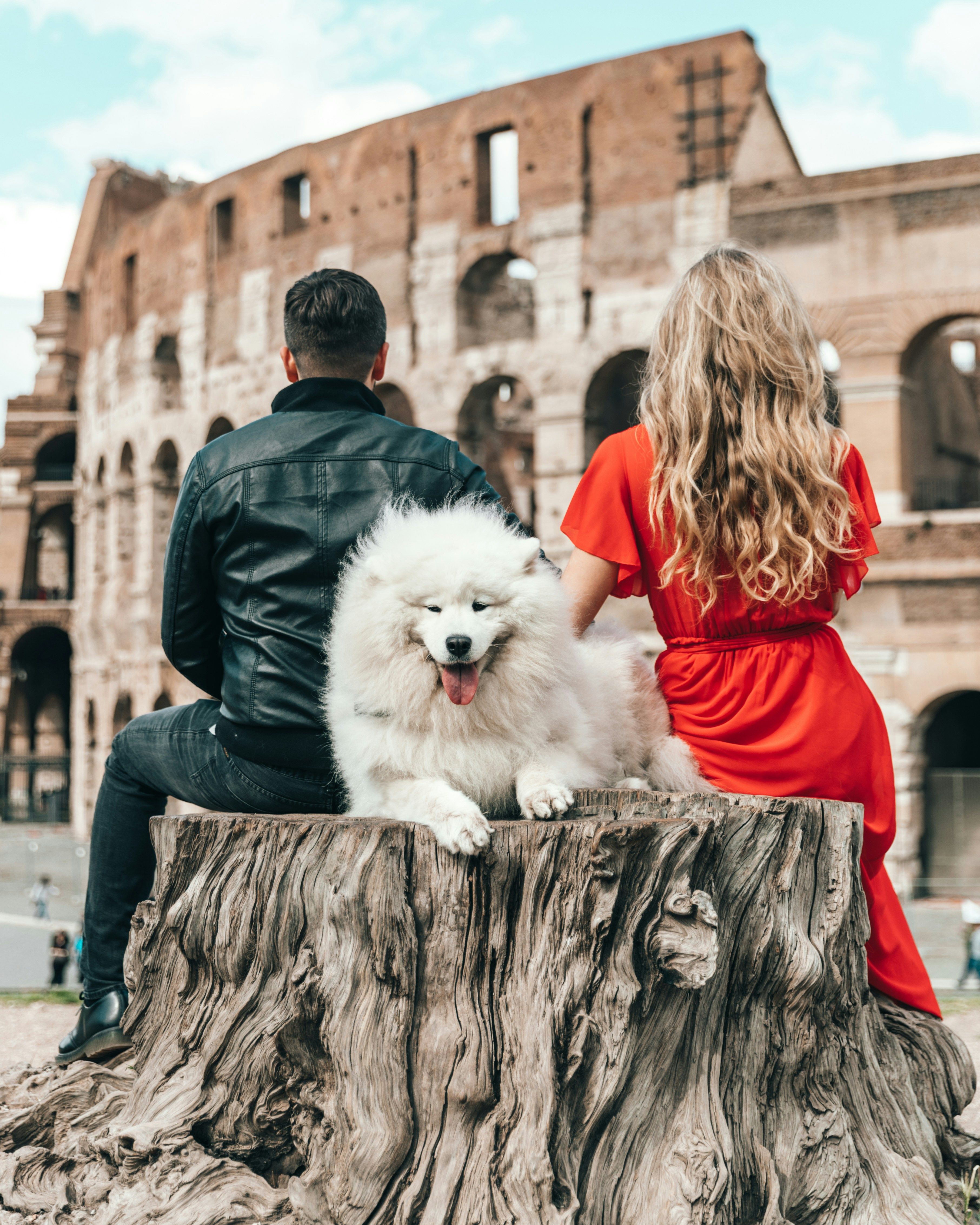 Voyager avec votre chien 🐶